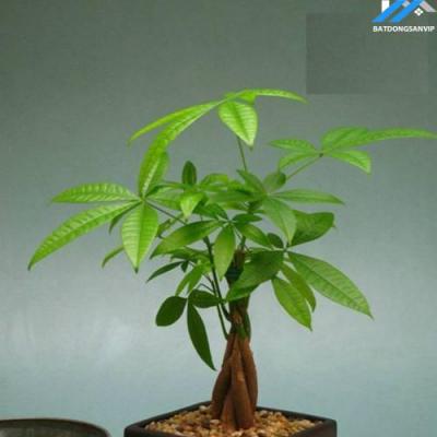 9 loại cây cảnh để bàn này còn mang tài lộc đến cho gia chủ