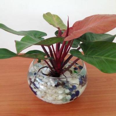 9 loại cây cảnh để bàn này còn mang tài lộc đến cho gia chủ