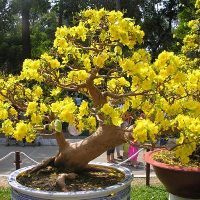 Những loại cây phong thủy mang ý nghĩa tốt lành nên trồng cuối năm